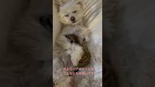 抱き合う犬とミーアキャット