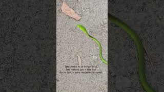 Green vine snake(ahetulla nasuta)