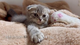 뇌질환을 가진 아기고양이를 가뒀다 by 별별야옹 starlit meow 11,272 views 1 month ago 12 minutes, 40 seconds