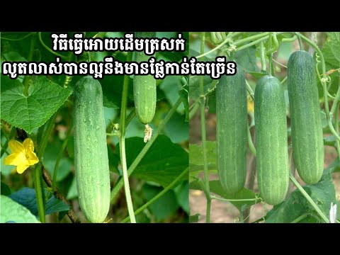 How to grow Cucumber and grow more Fruits_វិធីដាំត្រសក់អោយលូតលាស់បានល្អនឺងមានផ្លែកាន់តែច្រើន