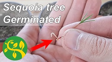 Sequoia tree germinated - Episode 3