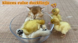 The kitten sincerely invites the duckling to crawl into the bowl and sleep.🤣Such cute funny animals