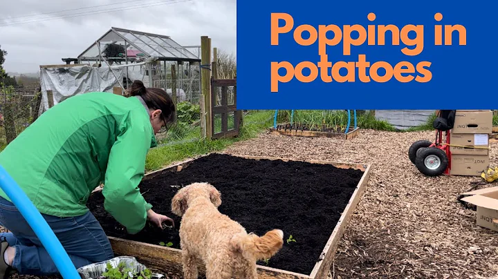 Vintage potato planter for popping in the spuds - DayDayNews