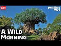 🔴Live: A Wild Morning at Disney's Animal Kingdom - Walt Disney World Live Stream - 3-7-21