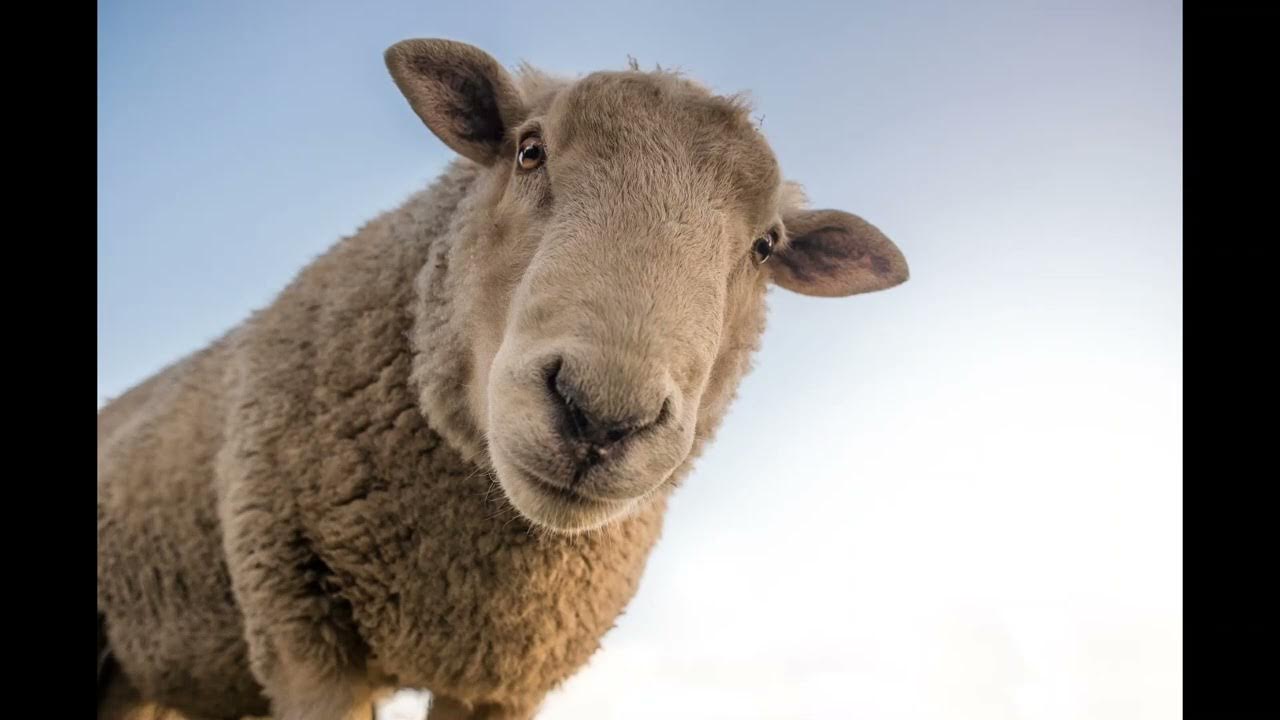 Free Sound Effect Sheep YouTube