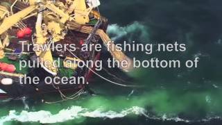 The Ocean and Humans