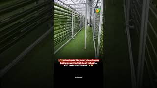 Future Farming Vertical Hydroponic Farm Producing Food Without Soil #sustainability #climatechange