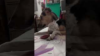 #dogs #dogshorts #doggielife #dog #dogvideos #dogvideo #doglife #indiedog #petdog #dogsofyoutube