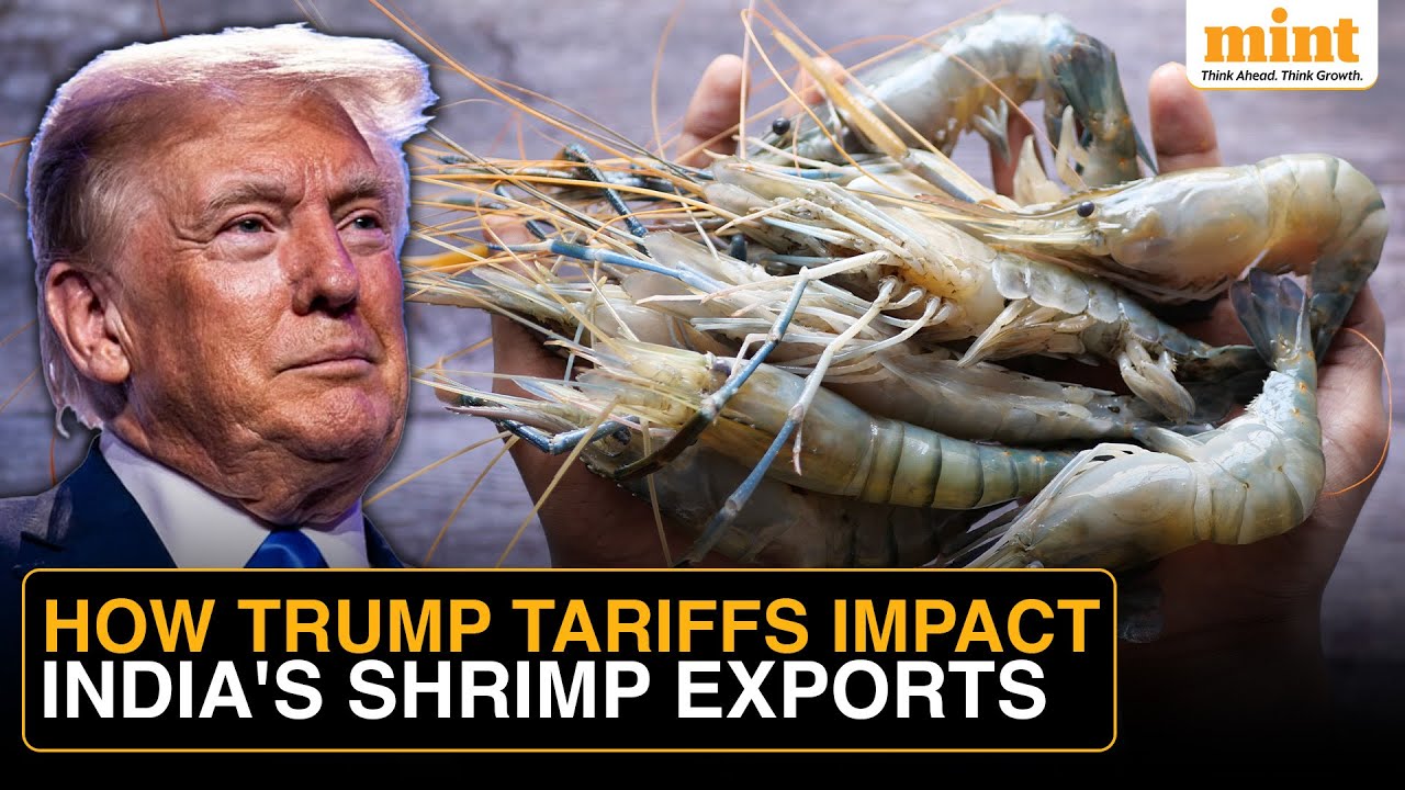 US Buyers Renegotiate With India’s Shrimp Farmers Amid Trump’s Tariffs |  Exports Worth Millions Hit