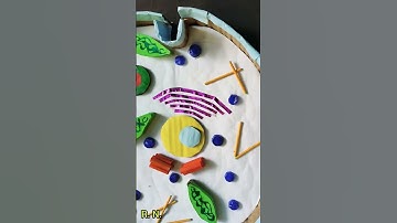 Animal Cell # Life Science T.L.M. # Animal Cell Model # class 9 science Project #👍