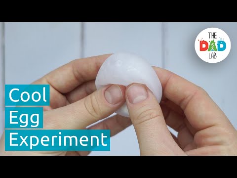 Empty Eggshells in Vinegar Experiment