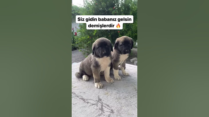 Siz gidin babanız gelsin 🥶 #kangal #yavrukangal #anadoluçobanköpegi #doglover