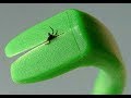 Tick Twister Safest Tick Removal Tool