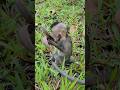 Adorable lovely cutie baby monkey Avery enjoying daily life attractive playful  #shorts #viral