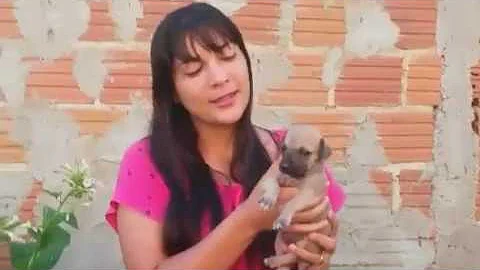 O que fazer quando o filhote de cachorro está com carrapato?