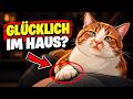 7 Zeichen, dass deine Hauskatze vollkommen glücklich ist