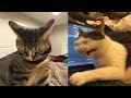 Try not to laugh  new funny cats   meowfunny par 41