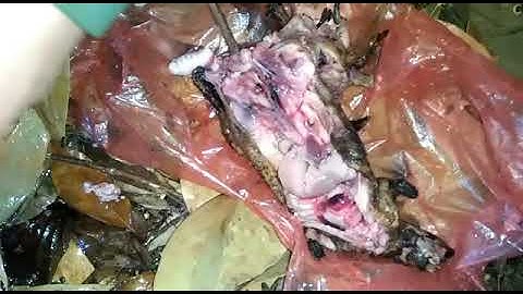 Bữa cơm trên rừng.Tập 1.