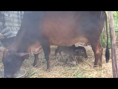 Video: Sau bao lâu thì bò đẻ được bê con?