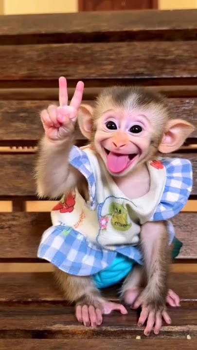 monkey,monyet ketawa #lucu #cutebaby