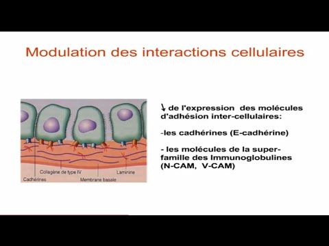 Vidéo: Diriger La Migration Cellulaire En Alternant Des Bulles Et Des Protubérances Riches En Actine