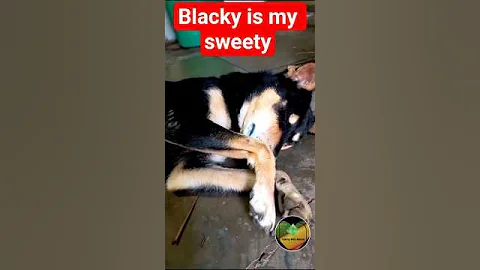 my love   #animals #dog #livinwithnature