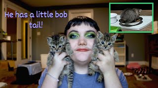 I Got a BOBTAIL Foster Kitten! by The Kitten Choreographer 201 views 4 months ago 7 minutes, 32 seconds