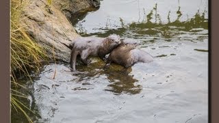 Wild River Otters Playing (lots of fun)