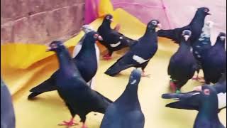 Lajvab kala mandag bana huva 4 sal #+91 70376 35775 ##pigeonlaver
