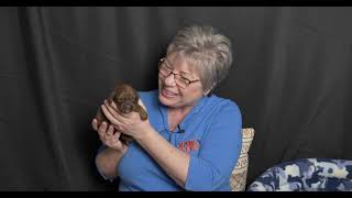 See cute 2 week old labradoodle puppies YouTube video