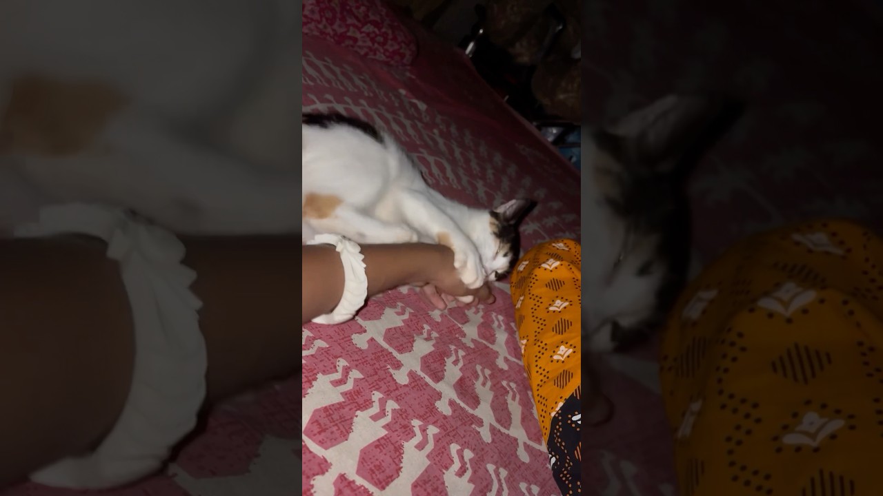 #cat #cartoon #funny #animals #cute #kitten #bollywoodcoversongs #cutecatcartoon #catart #catcartoon