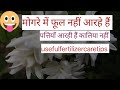 मोगरे के पौधों में स्रिफ पत्तिया आ रही हैं फूल नहीं इन ट्रिक्स से फूलो के गुच्छो से लद जायेगा पौधा
