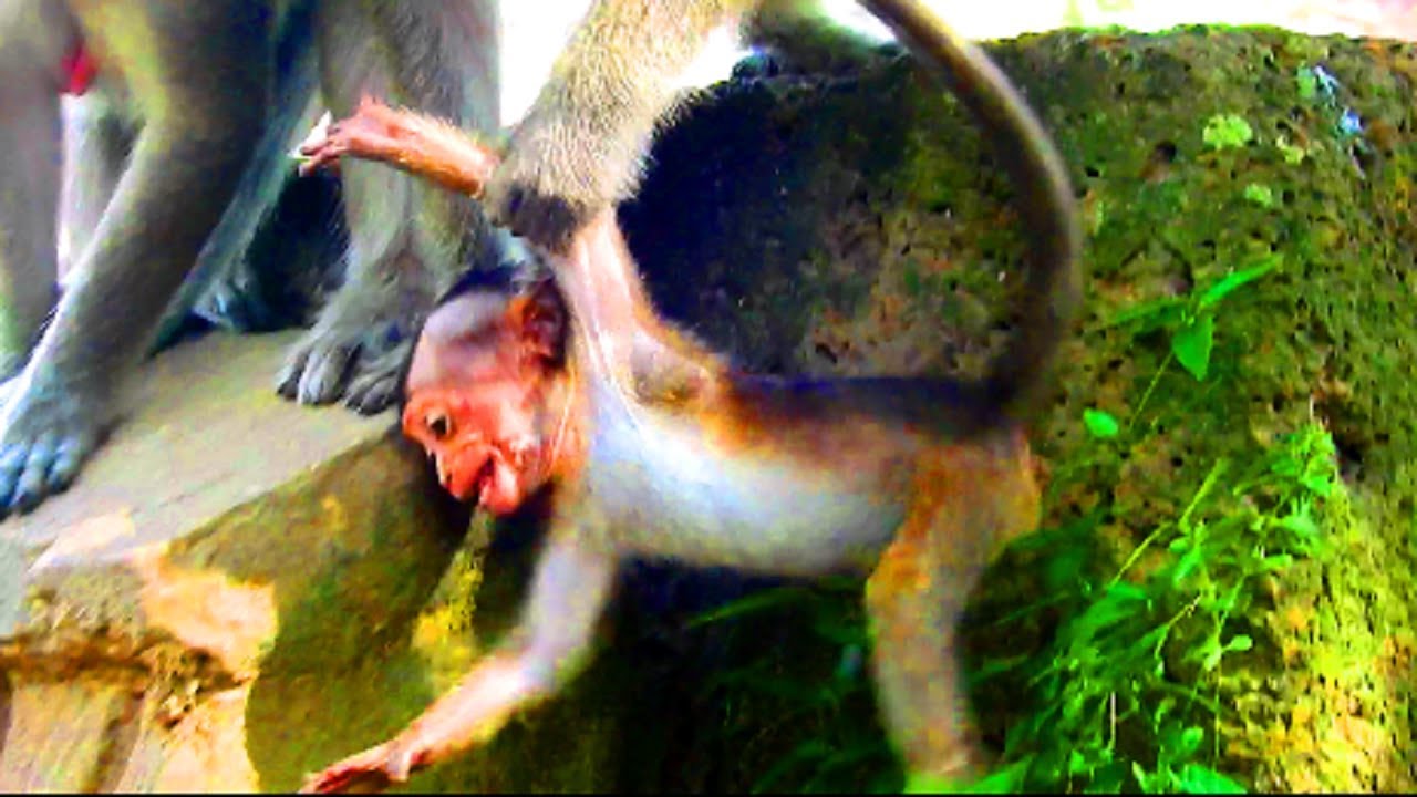 Little Lori very angry until monkey drop from high place, Lori become tricky baby , Baby cry and cry