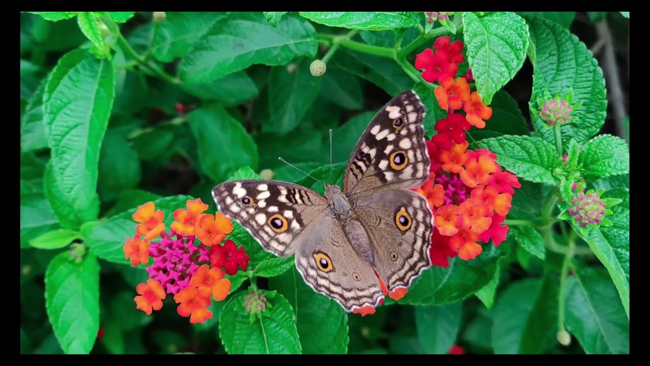 sourate al Araf sheikh maher al muaiqly - YouTube