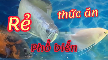 Thức ăn cho cá rồng: rẻ và phổ biến