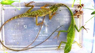 I found Two Giant Chameleons, a grasshopper, mantis, and a cricket in the grassland