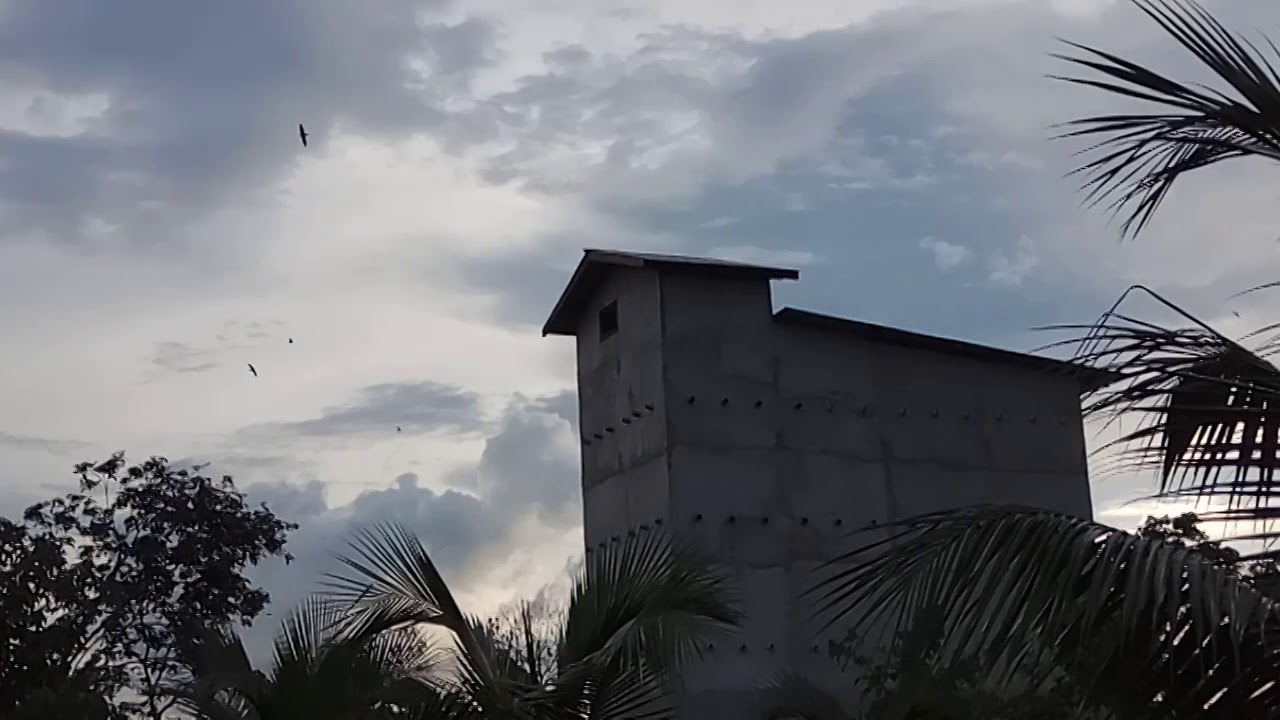 Test suara panggil walet