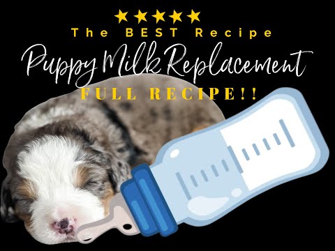 How to make the BEST Puppy Milk Replacement Formula Recipe , Feeding Newborn puppies HEALTHY Milk