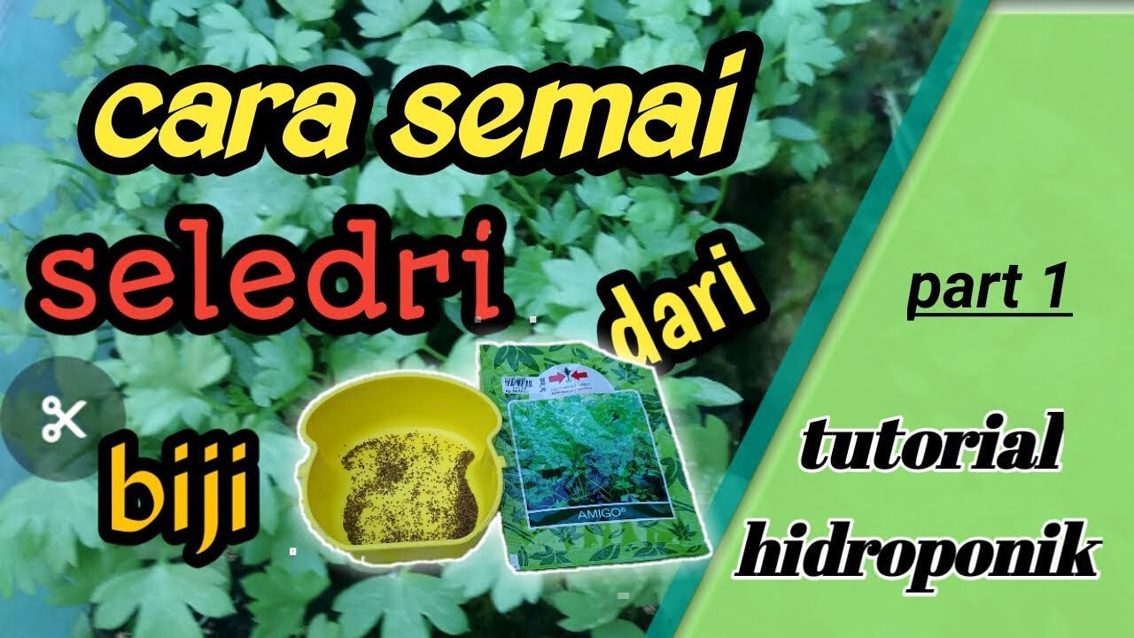 Cara menyemai seledri dari biji agar cepat tumbuh,part 1 