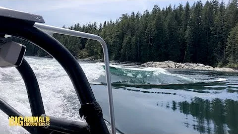 Tidal Rapids out of Campbell River British Columbia