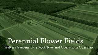 Perennial Flower Fields Tour | Walters Gardens