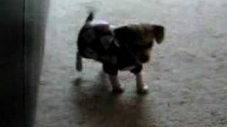 spencer argyle sweater