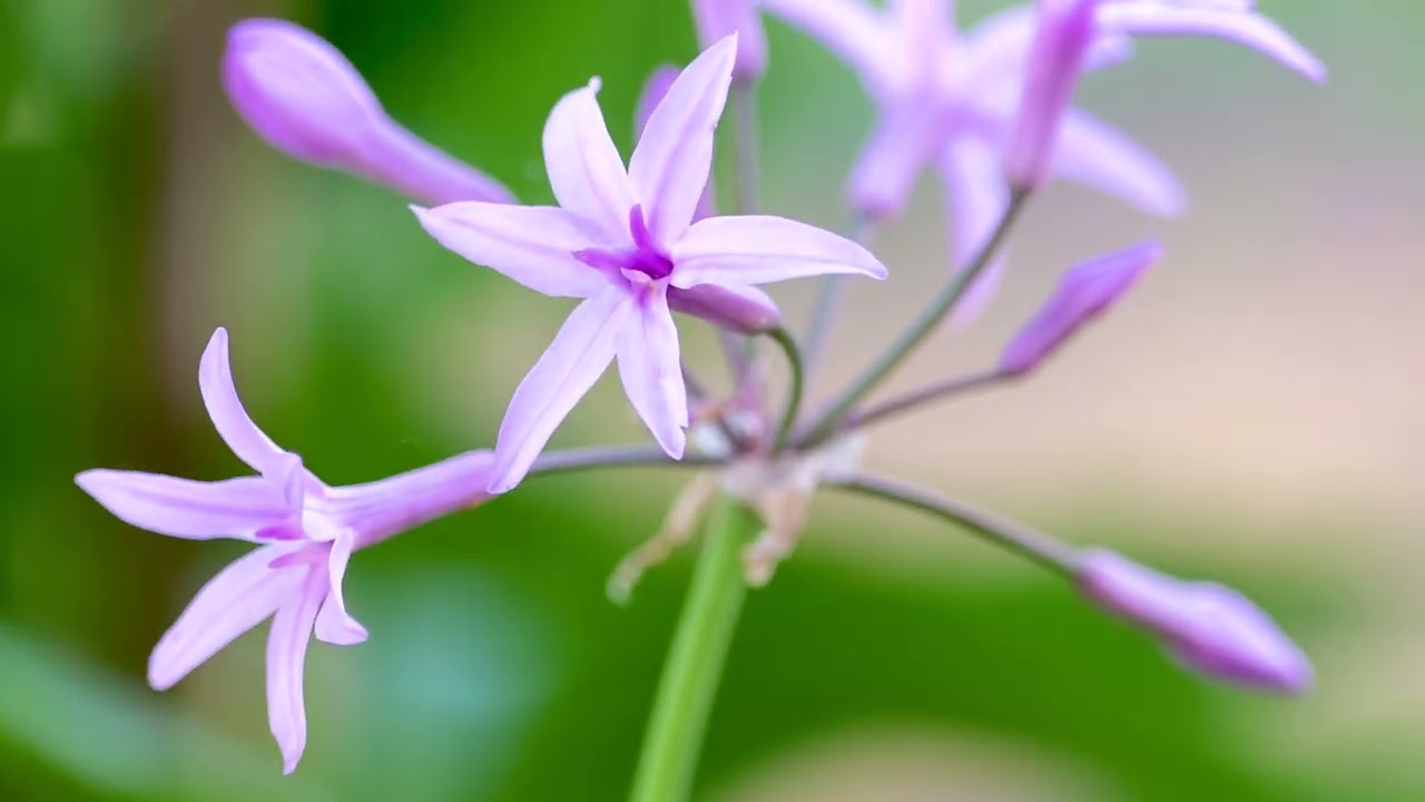Tulbaghia violacea, Kaplilie, groartiger Zimmerknoblauch
