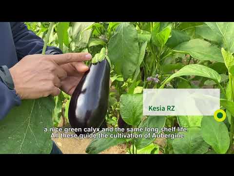 Βίντεο: Cucumber Courage F1: υπαίθρια καλλιέργεια, περιγραφή με φωτογραφία, χαρακτηριστικά ποικιλίας, κριτικές