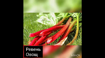 Фрукты, овощи, ягоды на букву Р