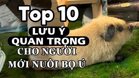 Những Lưu Ý Bắt Buộc Phải Biết Dành Cho Người Mới Muốn Nuôi Bọ Ú ( Chuột Lang ) 🐹