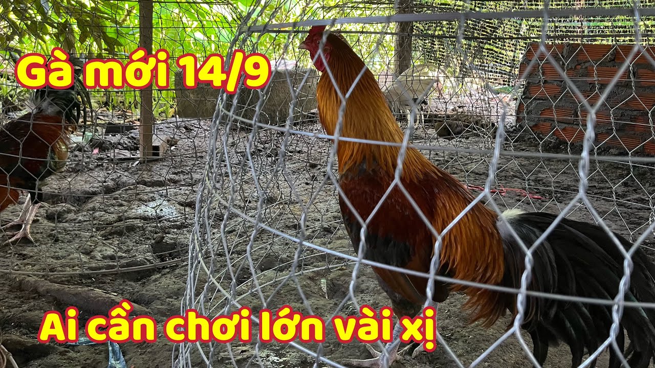 Mới Về Mấy Gà Mới Cho Bà Con Mình Đem Về Nuôi Hợp Kêu 