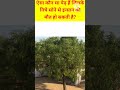 किस पेड़ के नीचे सोने से इंसान की मौत हो सकती हैं kis #gk #ytgk #viral#shorts#shortsfeed
