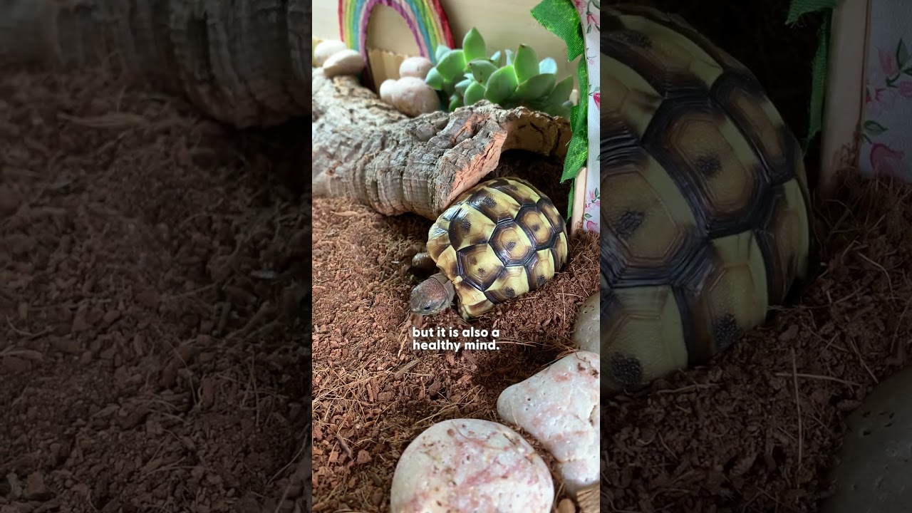 Черепаха делится с нами своими советами и рекомендациями по поддержанию здоровья | The Dodo