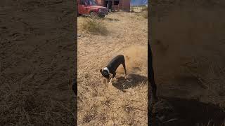 Caín haciendo sus ejercicios matinales 🐕❤️👌